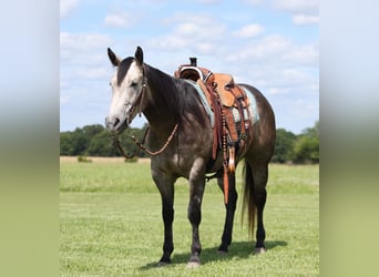 American Quarter Horse, Wałach, 4 lat, 150 cm, Siwa