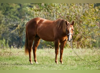 American Quarter Horse, Wałach, 4 lat, 151 cm, Kasztanowata