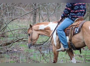 American Quarter Horse, Wałach, 4 lat, 152 cm, Bułana