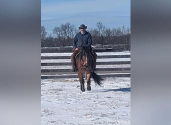 American Quarter Horse, Wałach, 4 lat, 152 cm, Gniadodereszowata