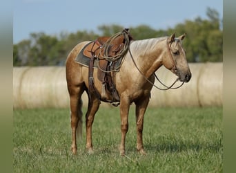 American Quarter Horse, Wałach, 4 lat, 152 cm, Izabelowata