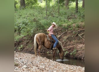 American Quarter Horse, Wałach, 4 lat, 152 cm, Izabelowata