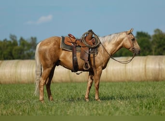 American Quarter Horse, Wałach, 4 lat, 152 cm, Izabelowata