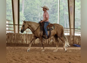 American Quarter Horse, Wałach, 4 lat, 152 cm, Izabelowata