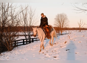 American Quarter Horse, Wałach, 4 lat, 152 cm, Izabelowata