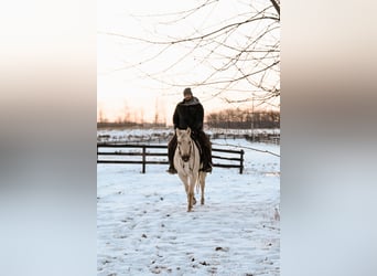 American Quarter Horse, Wałach, 4 lat, 152 cm, Izabelowata