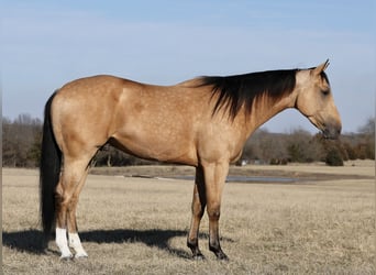 American Quarter Horse, Wałach, 4 lat, 152 cm, Jelenia