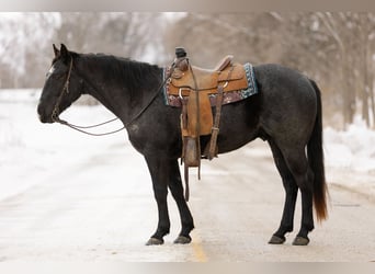 American Quarter Horse, Wałach, 4 lat, 152 cm, Karodereszowata