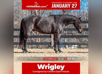 American Quarter Horse, Wałach, 4 lat, 152 cm, Karodereszowata