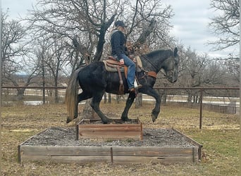 American Quarter Horse, Wałach, 4 lat, 152 cm, Siwa