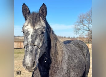 American Quarter Horse, Wałach, 4 lat, 152 cm, Siwa