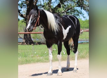 American Quarter Horse, Wałach, 4 lat, 152 cm, Tobiano wszelkich maści