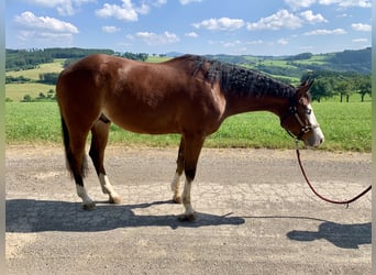 American Quarter Horse, Wałach, 4 lat, 154 cm, Gniada