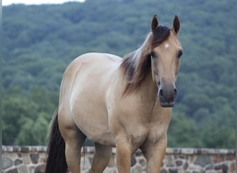 American Quarter Horse, Wałach, 4 lat, 155 cm, Bułana