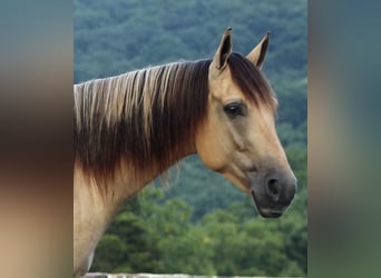 American Quarter Horse, Wałach, 4 lat, 155 cm, Bułana