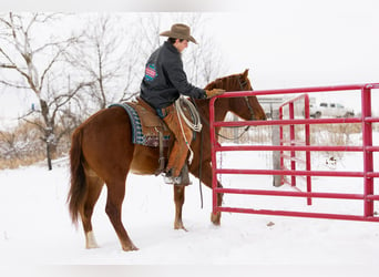 American Quarter Horse, Wałach, 4 lat, 155 cm, Ciemnokasztanowata