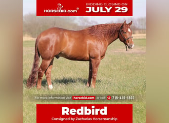 American Quarter Horse, Wałach, 4 lat, 155 cm, Cisawa