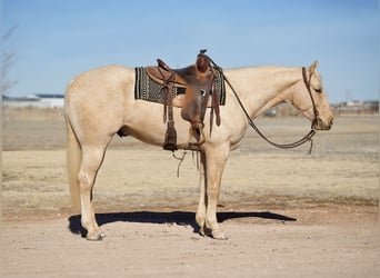 American Quarter Horse, Wałach, 4 lat, 155 cm, Izabelowata