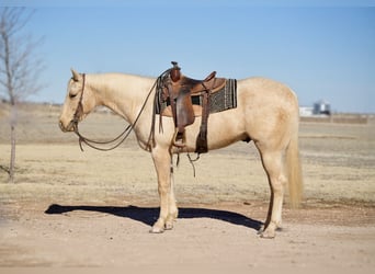 American Quarter Horse, Wałach, 4 lat, 155 cm, Izabelowata