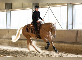 American Quarter Horse, Wałach, 4 lat, 155 cm, Izabelowata