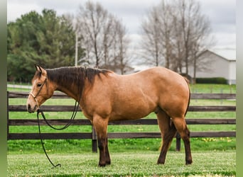 American Quarter Horse, Wałach, 4 lat, 155 cm, Jelenia