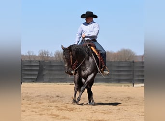 American Quarter Horse, Wałach, 4 lat, 155 cm, Karodereszowata