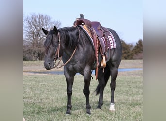 American Quarter Horse, Wałach, 4 lat, 155 cm, Karodereszowata