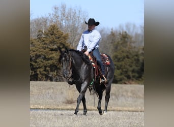 American Quarter Horse, Wałach, 4 lat, 155 cm, Karodereszowata