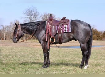 American Quarter Horse, Wałach, 4 lat, 155 cm, Karodereszowata