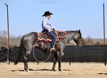 American Quarter Horse, Wałach, 4 lat, 155 cm, Karodereszowata