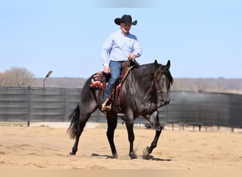 American Quarter Horse, Wałach, 4 lat, 155 cm, Karodereszowata