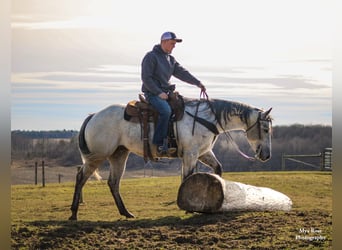 American Quarter Horse, Wałach, 4 lat, 155 cm, Siwa jabłkowita