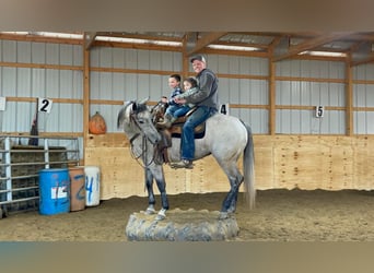 American Quarter Horse, Wałach, 4 lat, 155 cm, Siwa jabłkowita