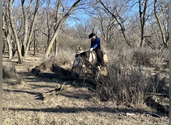 American Quarter Horse, Wałach, 4 lat, 155 cm, Siwa