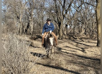 American Quarter Horse, Wałach, 4 lat, 155 cm, Siwa