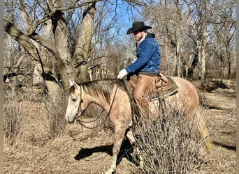 American Quarter Horse, Wałach, 4 lat, 155 cm, Siwa