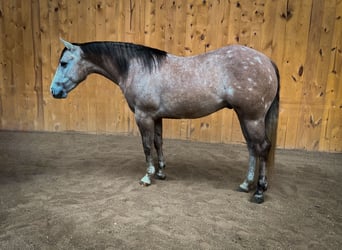 American Quarter Horse, Wałach, 4 lat, 155 cm, Siwa