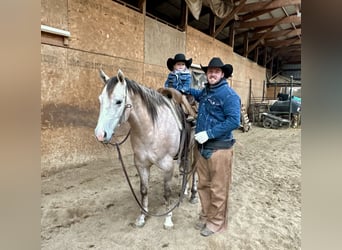 American Quarter Horse, Wałach, 4 lat, 155 cm, Siwa