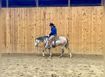 American Quarter Horse, Wałach, 4 lat, 155 cm, Siwa