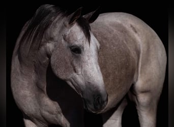 American Quarter Horse, Wałach, 4 lat, 155 cm, Siwa