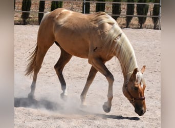 American Quarter Horse, Wałach, 4 lat, 156 cm, Izabelowata