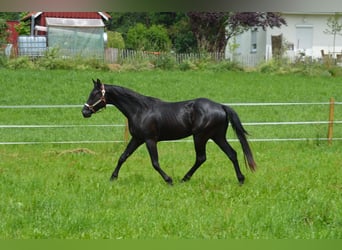 American Quarter Horse, Wałach, 4 lat, 156 cm, Kara