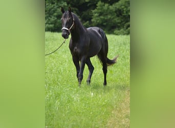 American Quarter Horse, Wałach, 4 lat, 156 cm, Kara