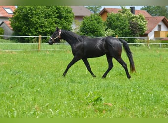 American Quarter Horse, Wałach, 4 lat, 156 cm, Kara