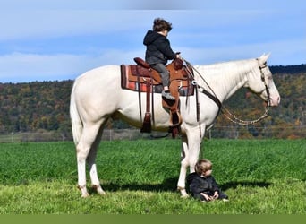 American Quarter Horse, Wałach, 4 lat, 157 cm, Cremello