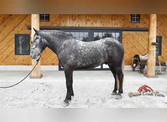 American Quarter Horse, Wałach, 4 lat, 157 cm, Siwa jabłkowita