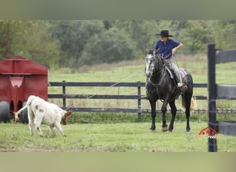 American Quarter Horse, Wałach, 4 lat, 157 cm, Siwa jabłkowita