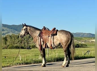 American Quarter Horse, Wałach, 4 lat, 157 cm, Siwa
