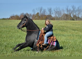 American Quarter Horse Mix, Wałach, 4 lat, 157 cm, Siwa