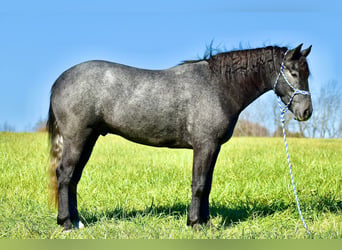 American Quarter Horse Mix, Wałach, 4 lat, 157 cm, Siwa